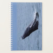 Humpback Whale Calf Breaching Planer (Vorderseite)