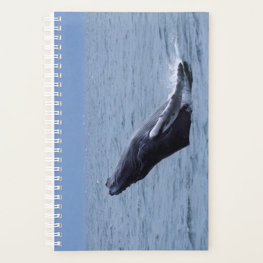 Humpback Whale Calf Breaching Planer (Vorderseite)