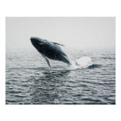 Humpback Whale Calf Poster (Vorderseite)