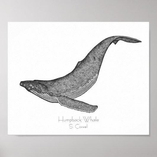 Humpback Whale Dotwork Poster (Vorne)