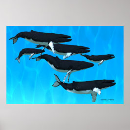 Humpback Whale Family Print Poster