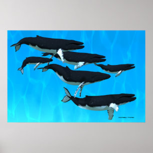 Humpback Whale Family Print Poster