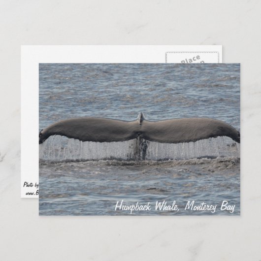 Humpback Whale Flukes Postcard Postkarte (Vorne/Hinten)