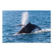 Humpback Whale Foto Print (Vorne)