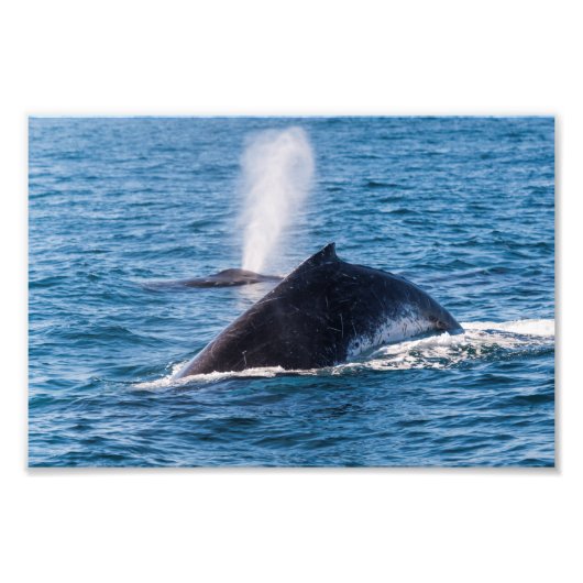 Humpback Whale Foto Print (Vorne)