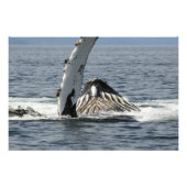 Humpback Whale Fotodruck (Vorne)