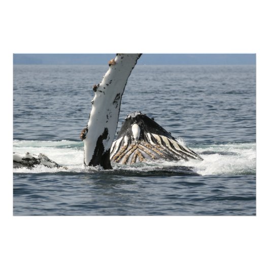 Humpback Whale Fotodruck (Vorne)