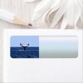 Humpback Whale im Ozean (Insitu)