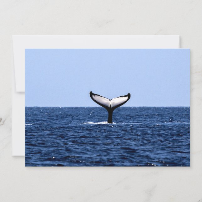 Humpback Whale im Ozean (Vorderseite)