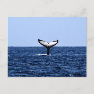 Humpback Whale im Ozean Postkarte