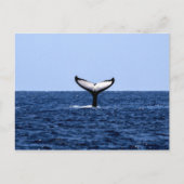 Humpback Whale im Ozean Postkarte (Vorderseite)