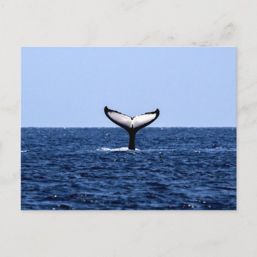 Humpback Whale im Ozean Postkarte (Vorderseite)