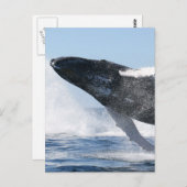 Humpback Whale Jumping High Postkarte (Vorne/Hinten)