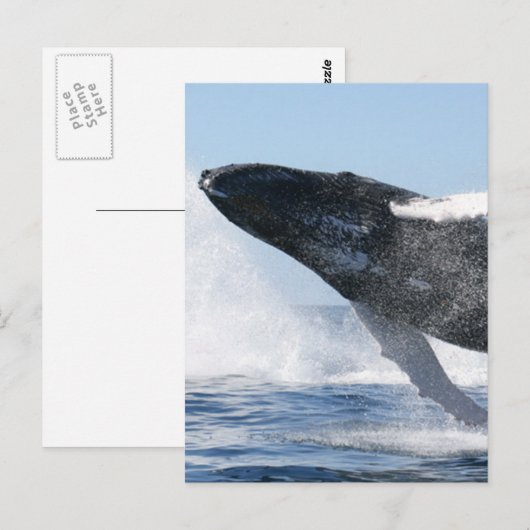 Humpback Whale Jumping High Postkarte (Vorne/Hinten)