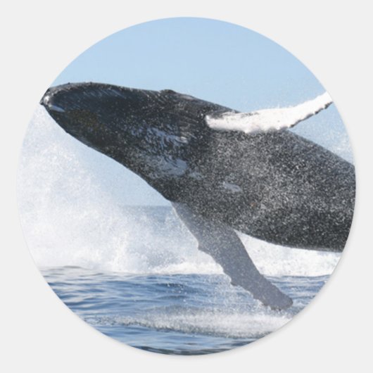 Humpback Whale Jumping High Runder Aufkleber (Vorderseite)