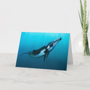 Humpback Whale Karte