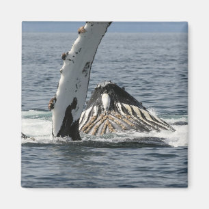 Humpback Whale Magnet