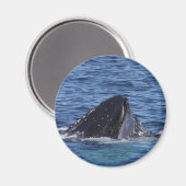 Humpback Whale Magnet (Vorderseite/Rückseite)