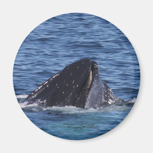 Humpback Whale Magnet (Vorne)