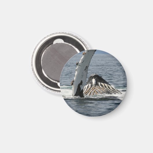 Humpback Whale Magnet (Vorderseite/Rückseite)