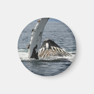 Humpback Whale Magnet