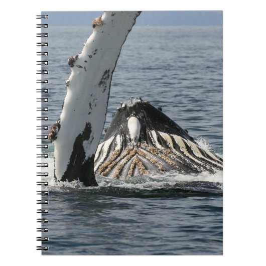 Humpback Whale Notizblock (Vorderseite)