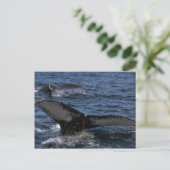 Humpback Whale Pair Postkarte (Stehend Vorderseite)