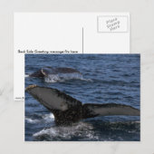 Humpback Whale Pair Postkarte (Vorne/Hinten)