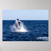 Humpback Whale Poster (Vorne)