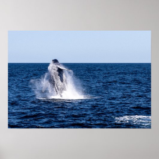 Humpback Whale Poster (Vorne)