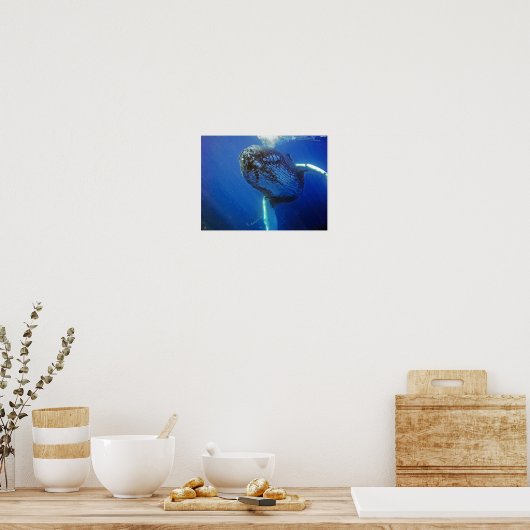 Humpback Whale Poster (Küche)