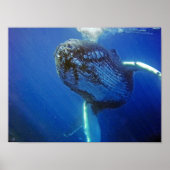 Humpback Whale Poster (Vorne)