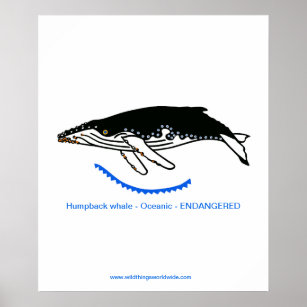 Humpback whale - poster