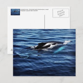 Humpback Whale Postkarte (Vorne/Hinten)