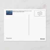 Humpback Whale Postkarte (Rückseite)
