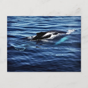 Humpback Whale Postkarte