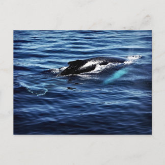 Humpback Whale Postkarte