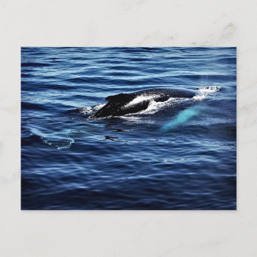 Humpback Whale Postkarte (Vorderseite)