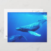 Humpback Whale Postkarte (Vorne/Hinten)