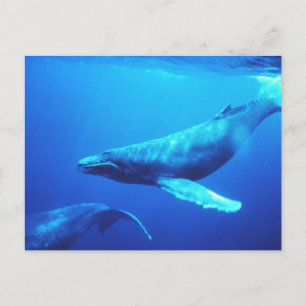 Humpback Whale Postkarte
