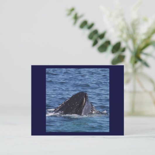 Humpback Whale Postkarte (Stehend Vorderseite)