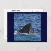 Humpback Whale Postkarte (Vorne/Hinten)