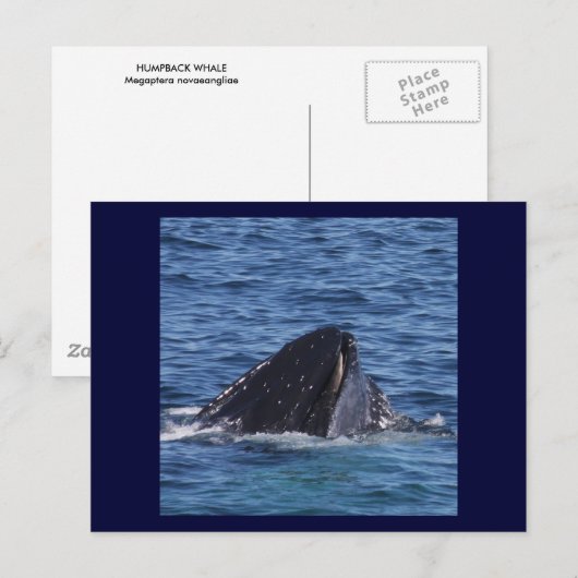 Humpback Whale Postkarte (Vorne/Hinten)