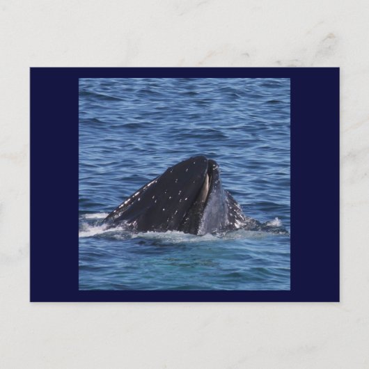 Humpback Whale Postkarte (Vorderseite)