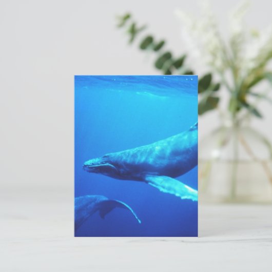Humpback Whale Postkarte (Stehend Vorderseite)