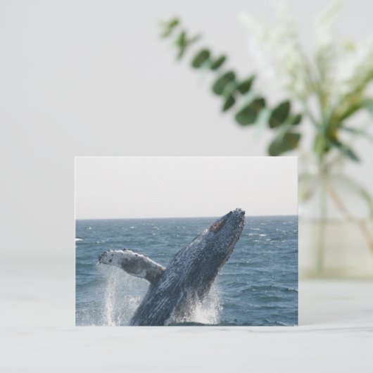 Humpback Whale Postkarte (Stehend Vorderseite)