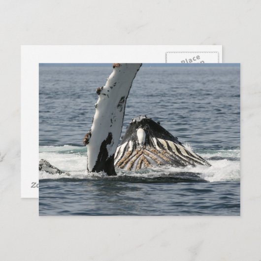 Humpback Whale Postkarte (Vorne/Hinten)
