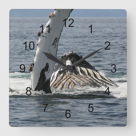 Humpback Whale Quadratische Wanduhr (Vorderseite)