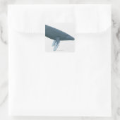Humpback Whale Quadratischer Aufkleber (Tasche)