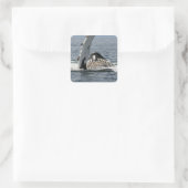 Humpback Whale Quadratischer Aufkleber (Tasche)